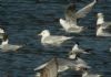 Iceland Gull at Hole Haven Creek (Steve Arlow) (53080 bytes)